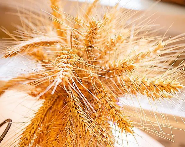 Гостевой дом Gaestehaus Alte Baeckerei Dachwig